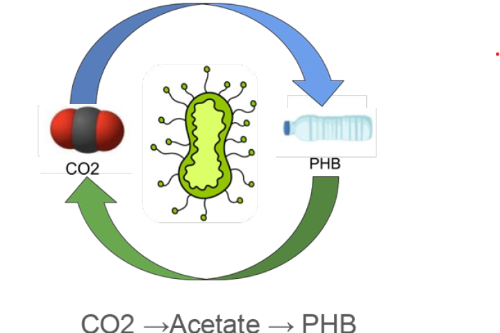 Microbial Communities and Sustainability