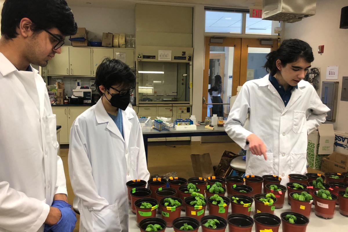 Three students in white lab coats discuss their testing of compost tea in little containers which have green sprouts coming from them.