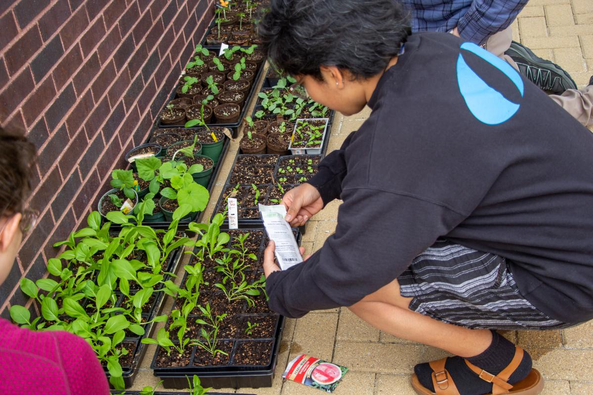 A student wearing a dark blue Olin sweatshirt bends over some plants with a seed packet.